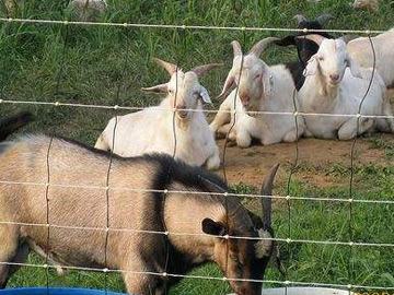 養(yǎng)殖場圍欄網(wǎng) 養(yǎng)殖場圍欄網(wǎng)